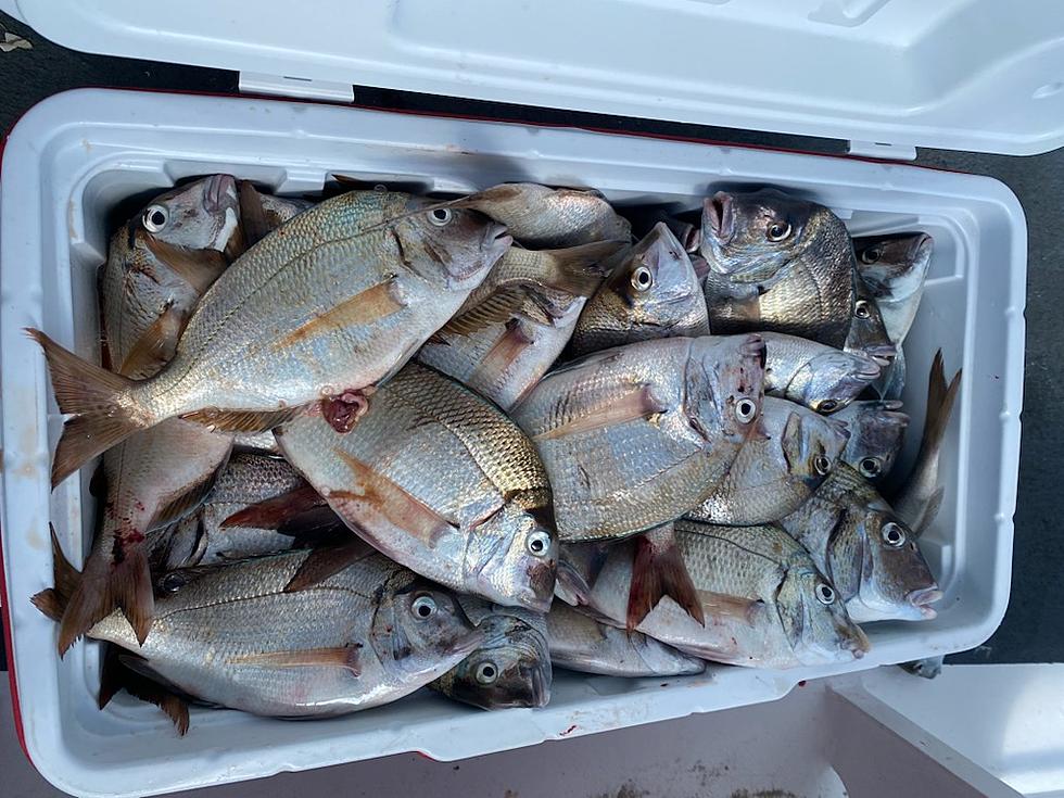 Porgies Piling It On