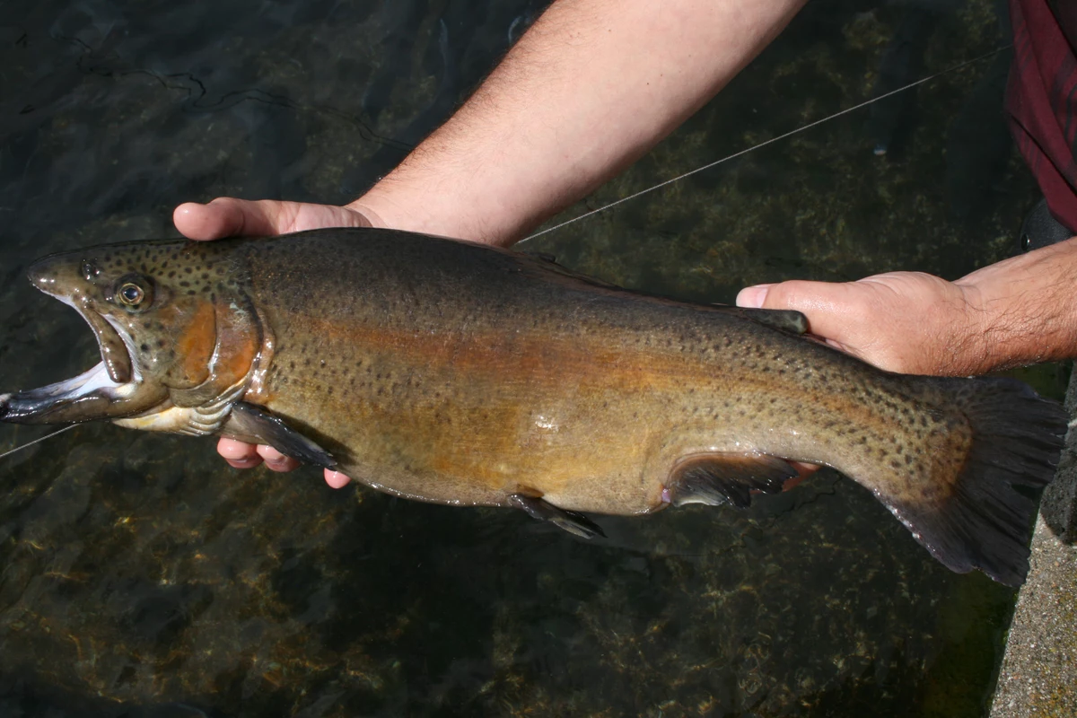 NJ TROUT CONSERVATION AREAS - The Fisherman