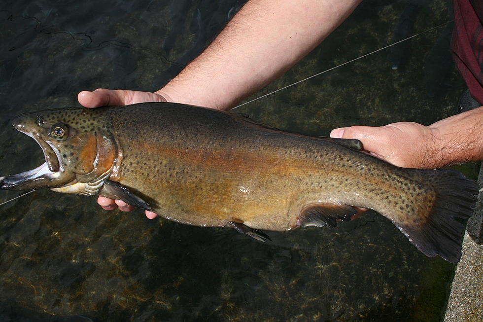 Autumn Trout Stocking Starts