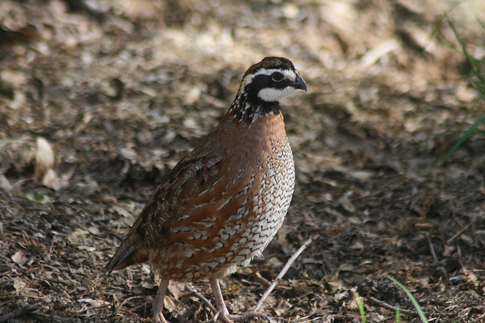 Pheasant and Quail Seasons Open Tomorrow