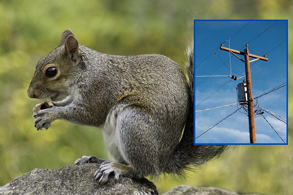 Squirrel Is Cause Of Wildwood, New Jersey&#8217;s Latest Power Outage