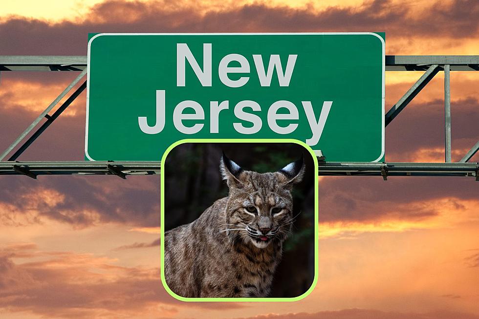 Good News: New Jersey Bobcat Population On The Rise