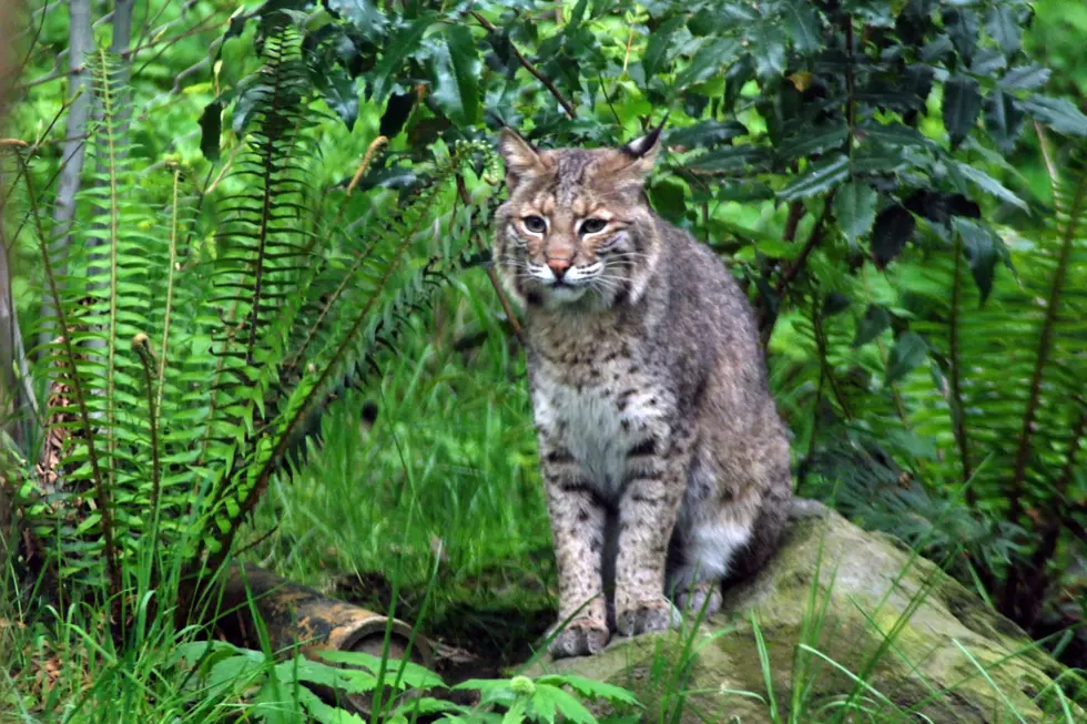 Bobcat has been on the New Jersey Endangered Species list since 1991