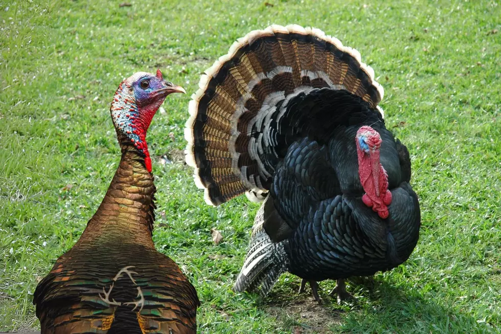 New Jersey Spring Turkey Hunting