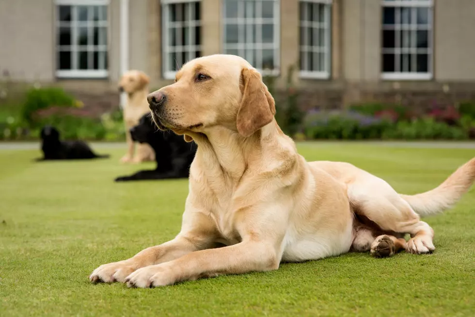 Three New Jersey Towns Named Among Americas Most Pet Friendly
