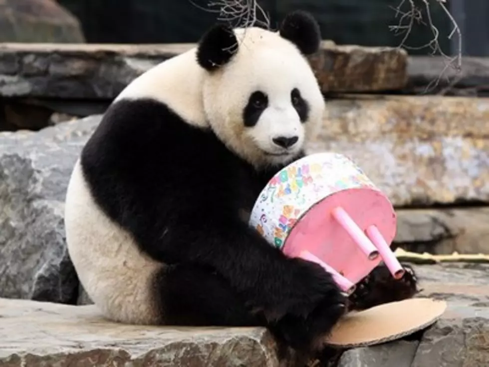 Birthday Pandas