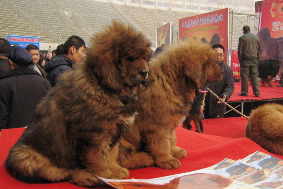 Million Dollar Puppy Sold In Tibet
