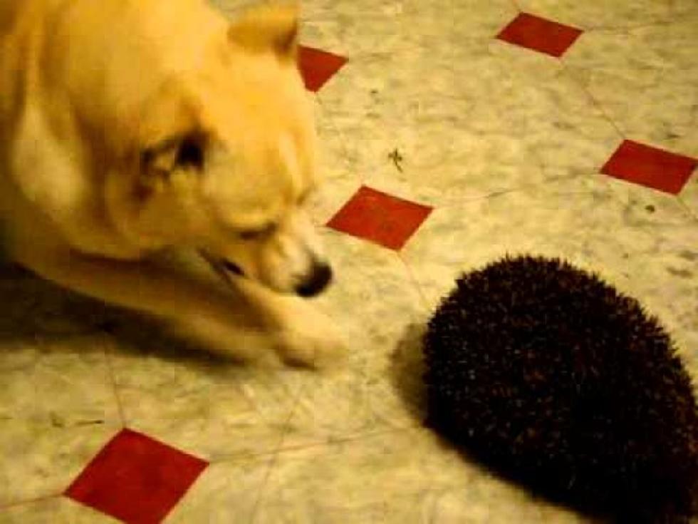 Dog Goes Crazy Over Hedgehog [VIDEO]