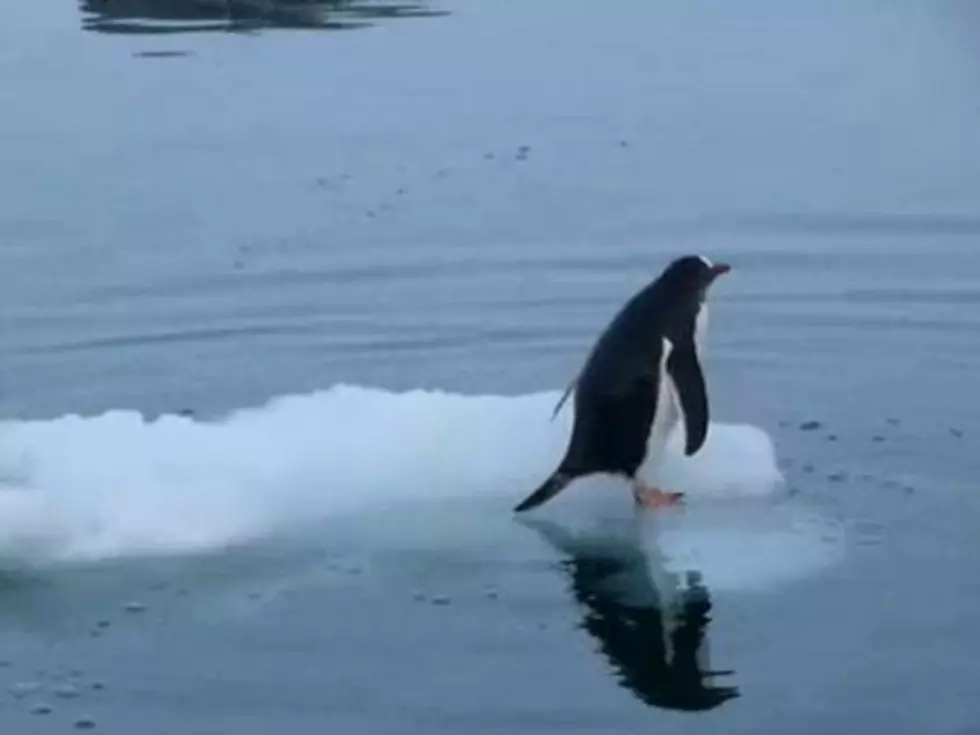 Cute Penguin Repeatedly Slips on Ice [VIDEO]