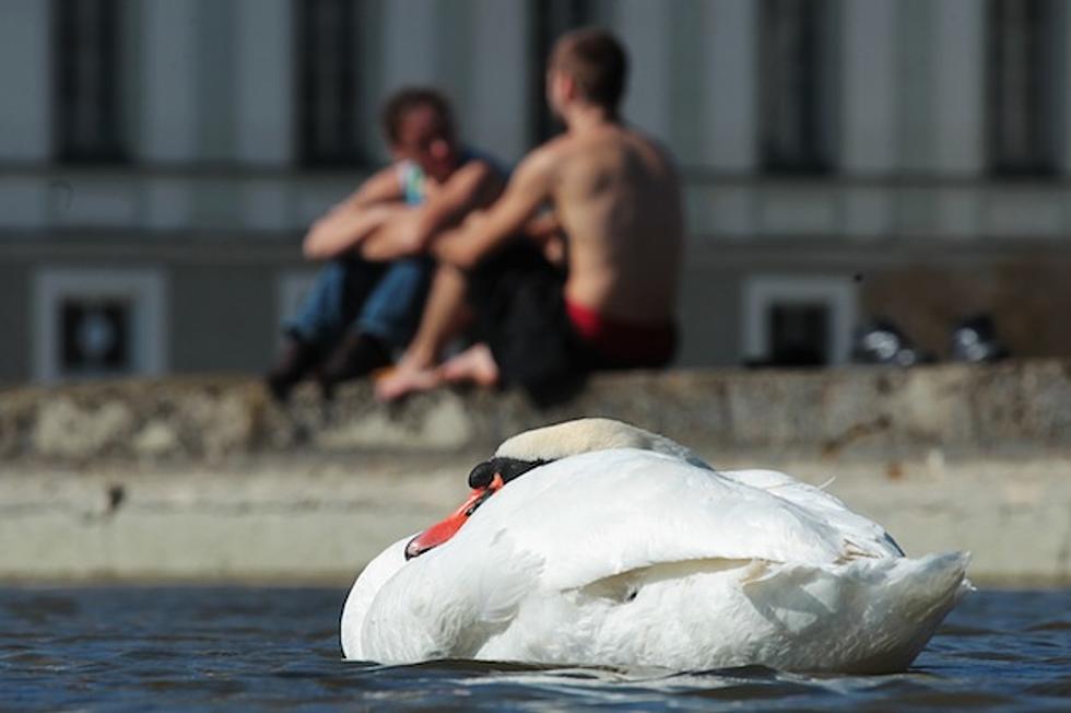 Swan Caretaker Killed By, Yup, You Guessed It
