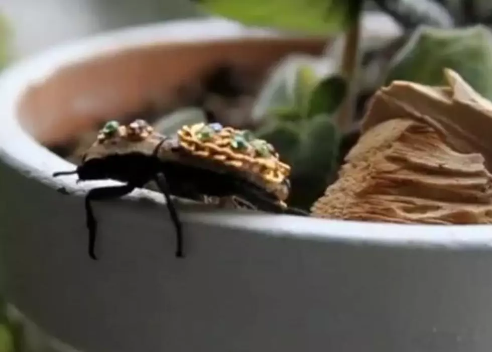 Live Beetles Being Used As Jewelry