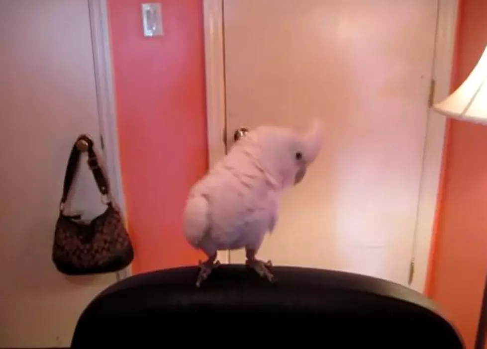 Bird Teaches You How to Dougie [VIDEO]