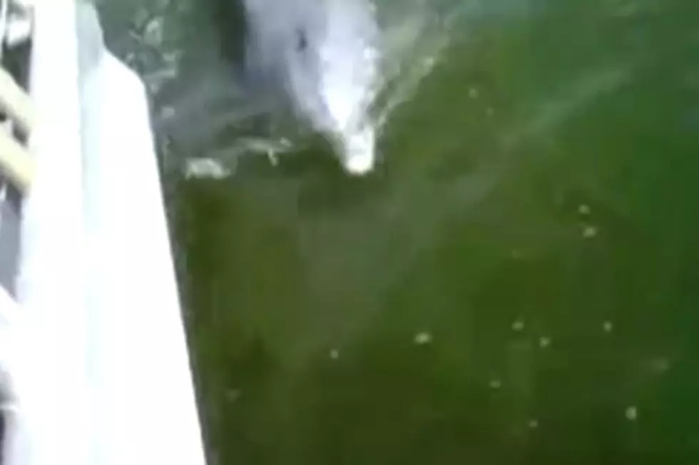 Angry Dolphin Terrorizes Waterfront Community