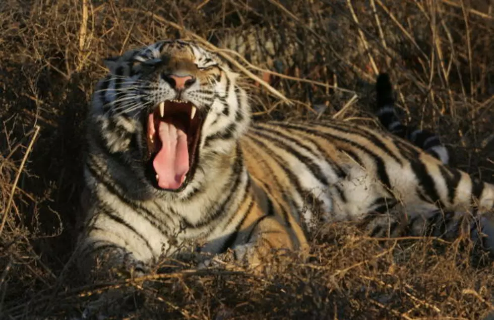 The Mystery of Yawning And Why It’s So Darn Catching!