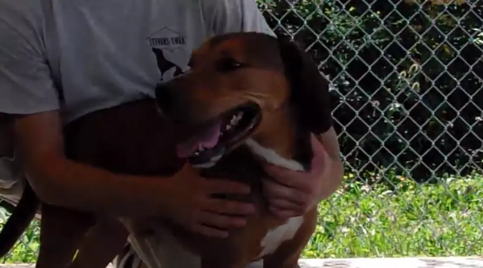 Adopt A Pet Wednesday: Meet King [VIDEO]
