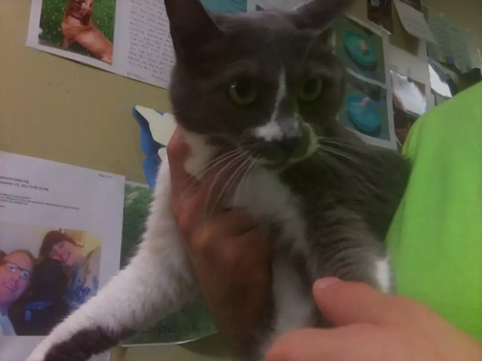 Adopt A Pet Wednesday: Meet Bonnie [VIDEO]