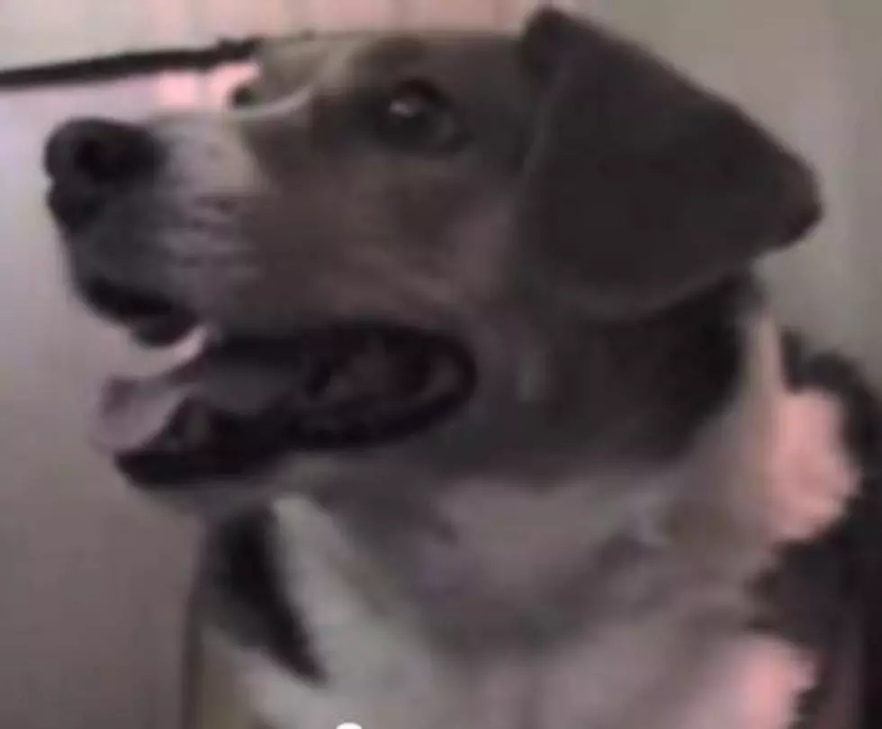 Adopt A Pet Wednesday: Meet Beagsly [VIDEO]