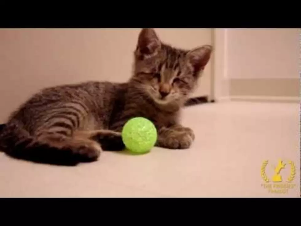 The Friskies ‘Best Cat Video Award’ Goes to Oskar The Blind Kitten