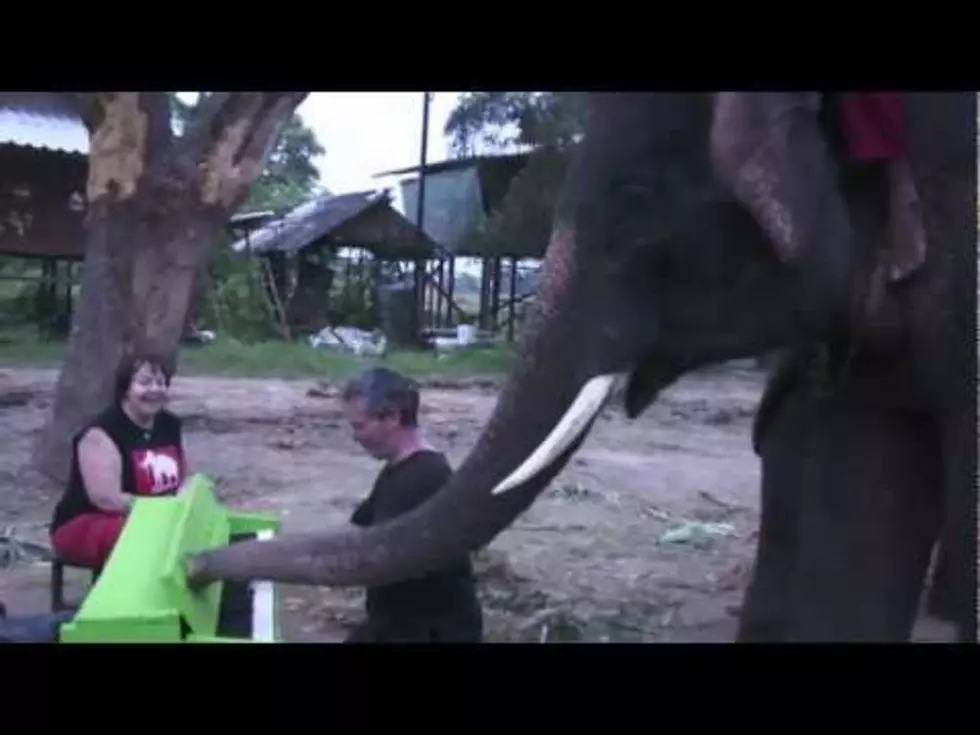 Watch an Elephant Tickle The Ivories [VIDEO]