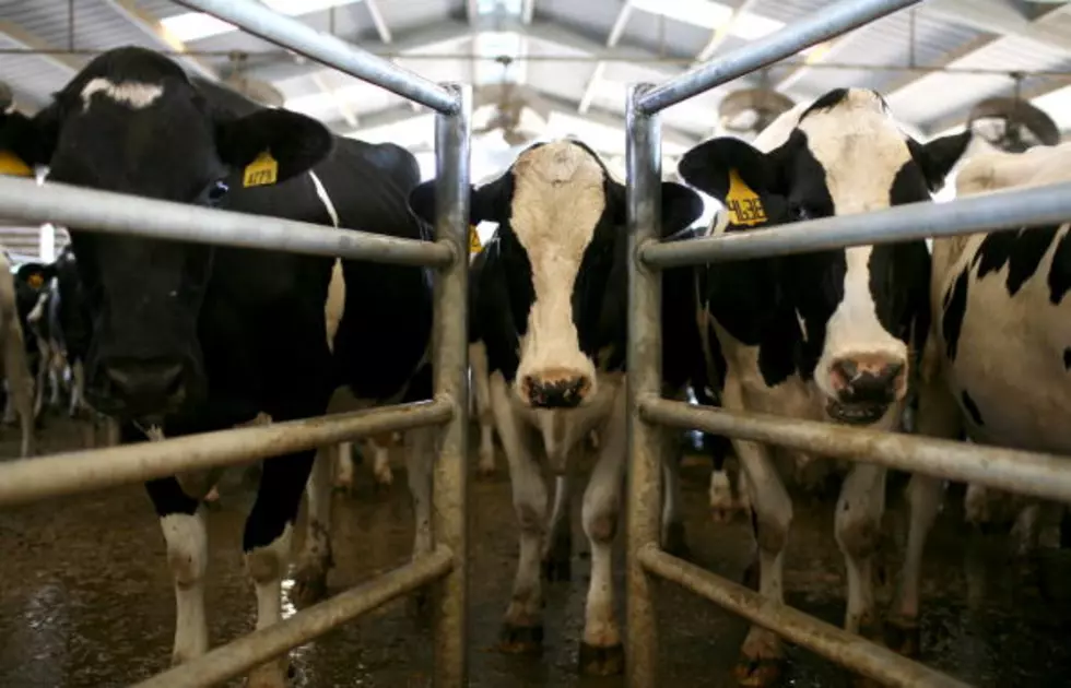A New Superbug Strain Found in UK Milk Supply