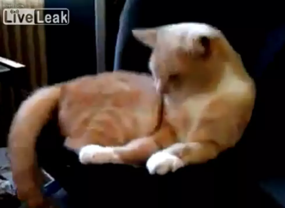 Cat on a Sub Woofer [VIRAL VIDEO]