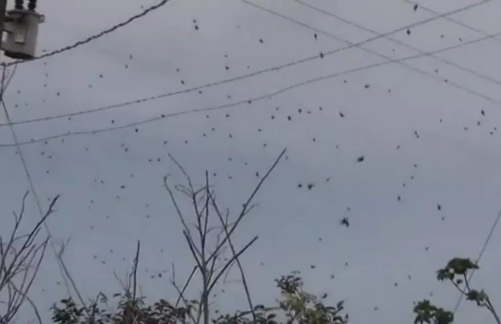 Hey, All You Arachnophobes: It&#8217;s Raining Spiders In Brazil! No Joke.