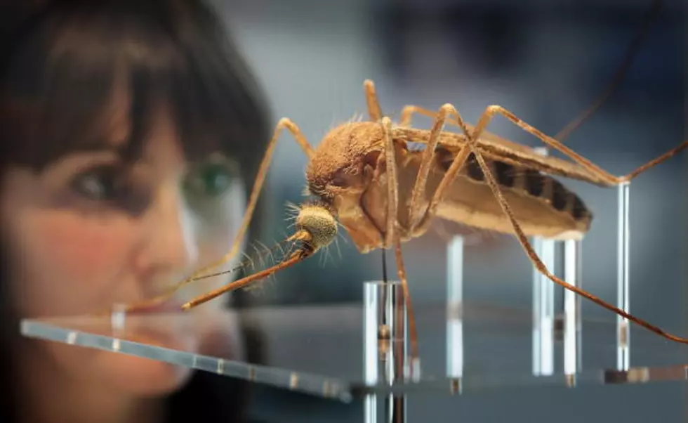 &#8220;Mega Mosquitoes&#8221;  Are Set to Invade Florida This Summer