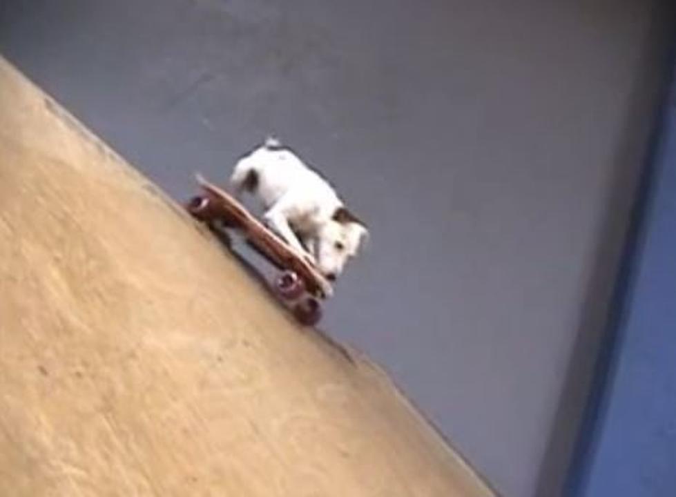 Enjoy These Dogs Having Some Summer Fun [VIDEOS]