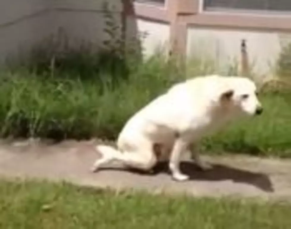 Hank the Formally Paralyzed Dog Takes His First Steps [VIDEO]