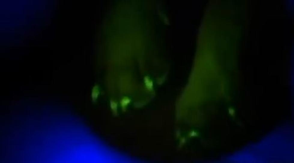 Scientists From South Korea Have Genetically Modified a Dog That Glows In The Dark [VIDEO]