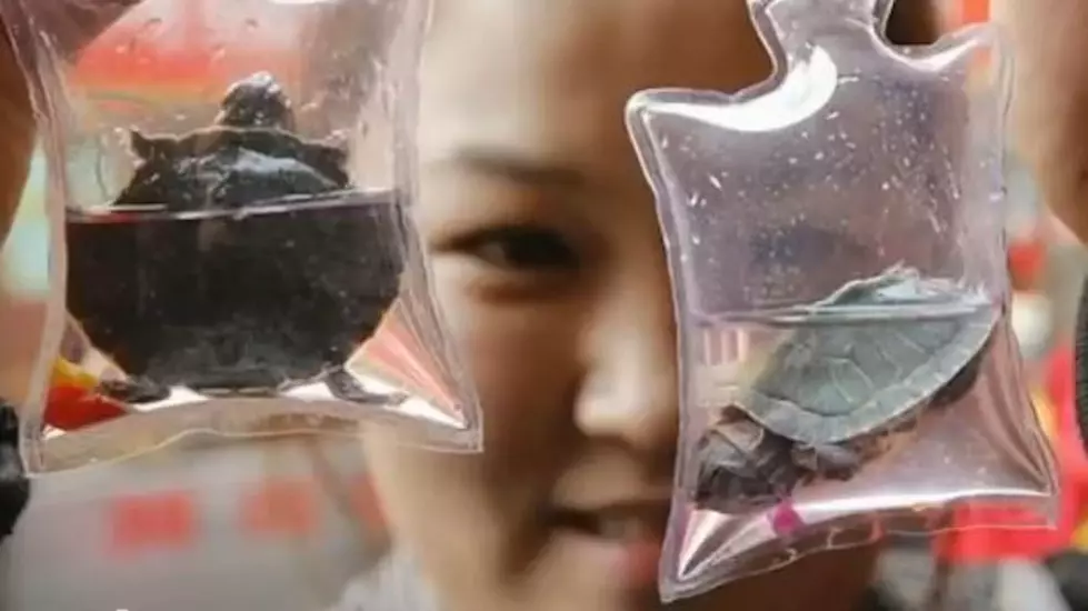Being Called Animal Cruelty: Live Reptiles and Fish Are Sold As Keychains  in China [VIDEO] [POLL]