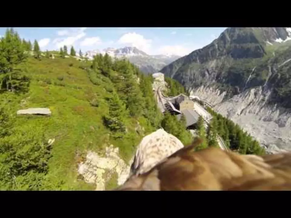 GoPro Camera Strapped to an Eagle Captures Amazing Video
