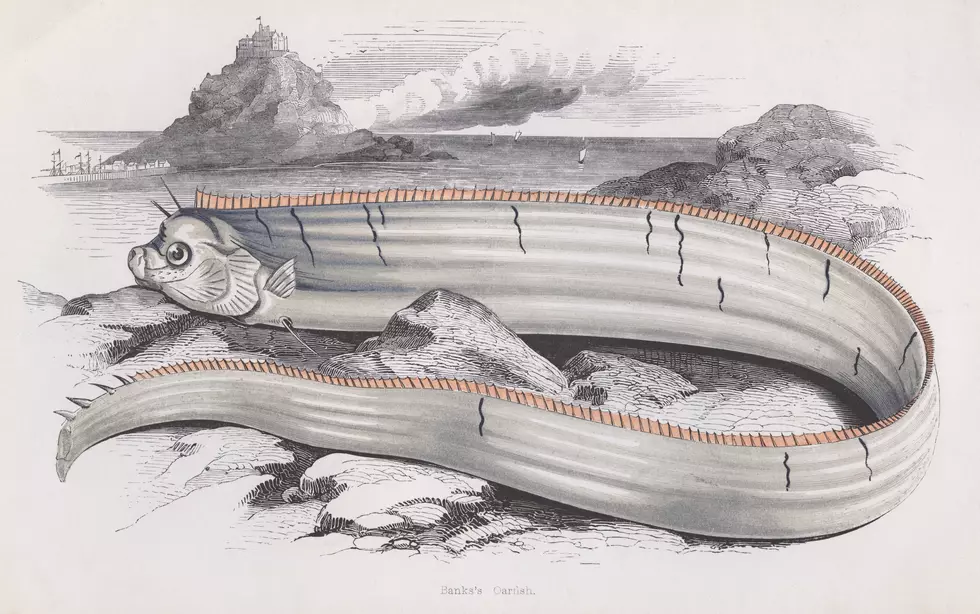 An18-Foot-Long Oarfish Carcass Was Discovered Off Catalina Island  [VIDEO]