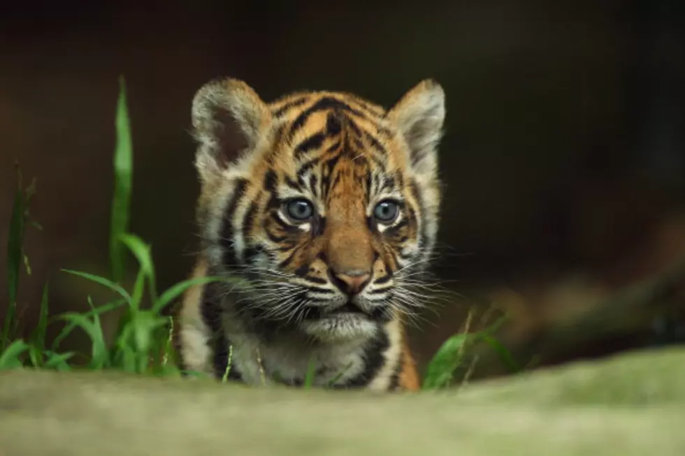 Watch Adorable Video of Tiger Cub Chasing Boy at the Tacoma Zoo