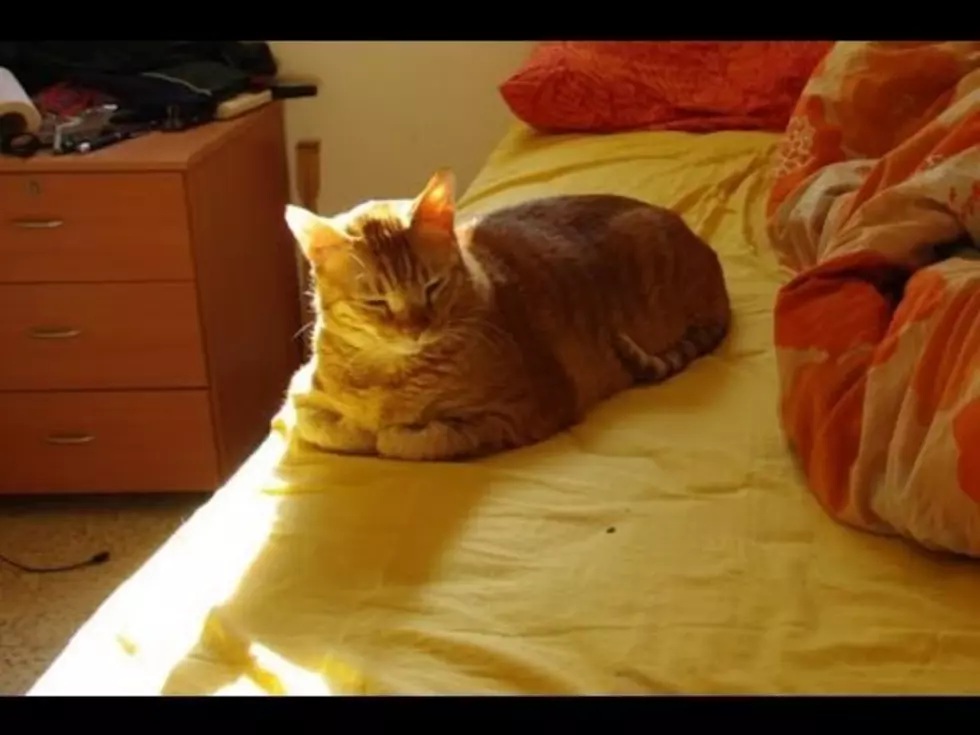 Watch a Time Lapse Video of a 3 Hour Cat Nap [VIDEO]