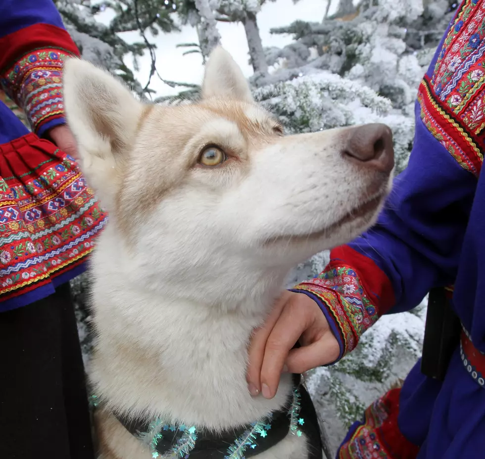 Listen To Blaze The Dog Say No When It’s Time To Go Into The Kennel [VIDEO]