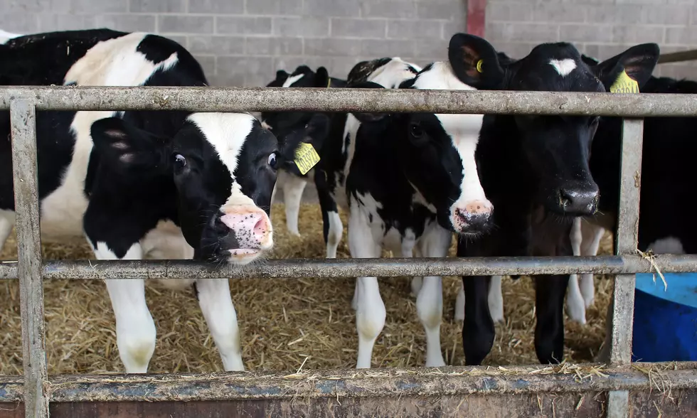This Farmer Has Been Charged With 71-Counts of Animal Cruelty [VIDEO]
