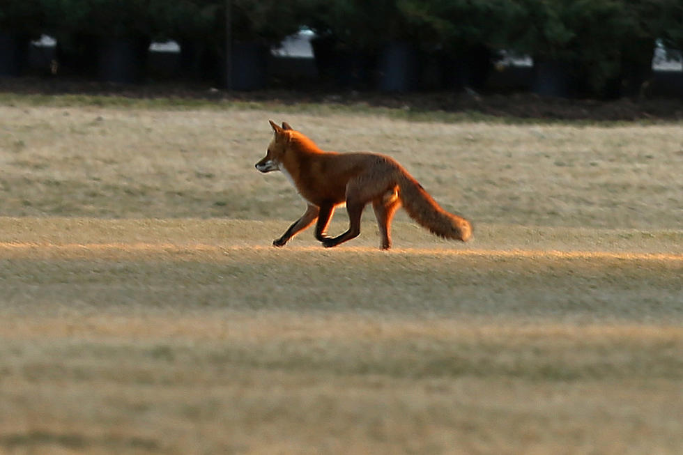 Red Fox Roams [VIDEO]