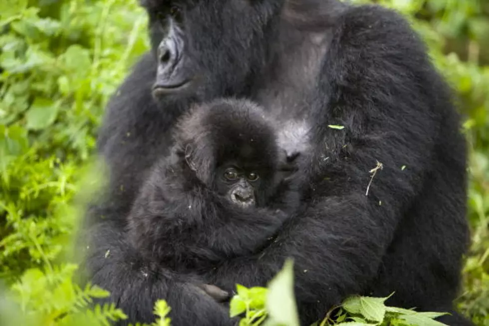Easter Egg Hunts Are Fun, Even For Gorillas At The Cincinnati Zoo  [VIDEO]