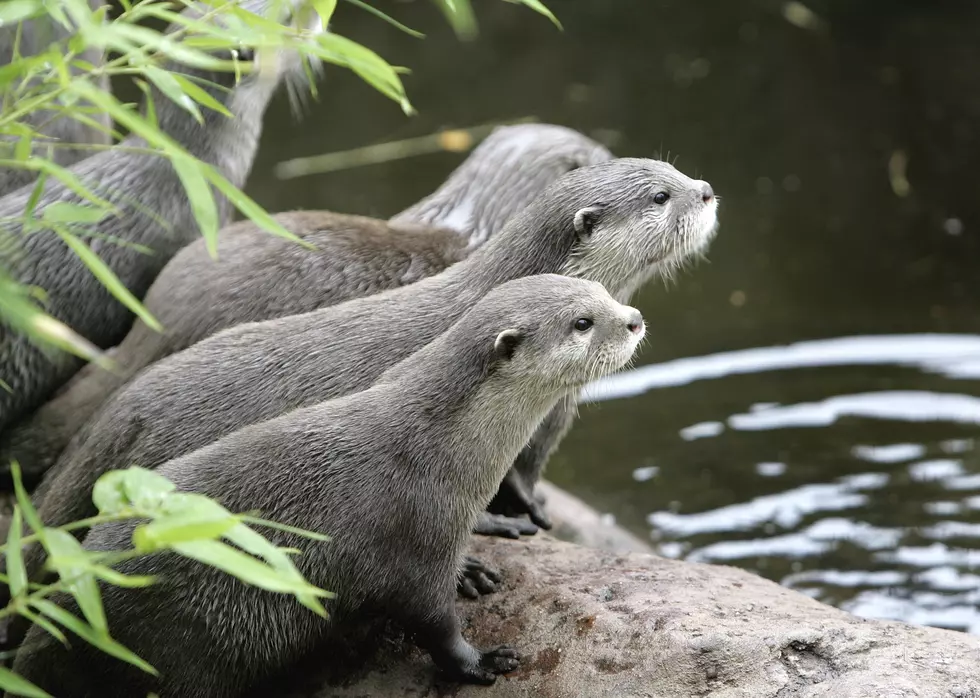 These Otters Attempting To Play The Piano At The Zoo Will Make You Smile [VIDEO]