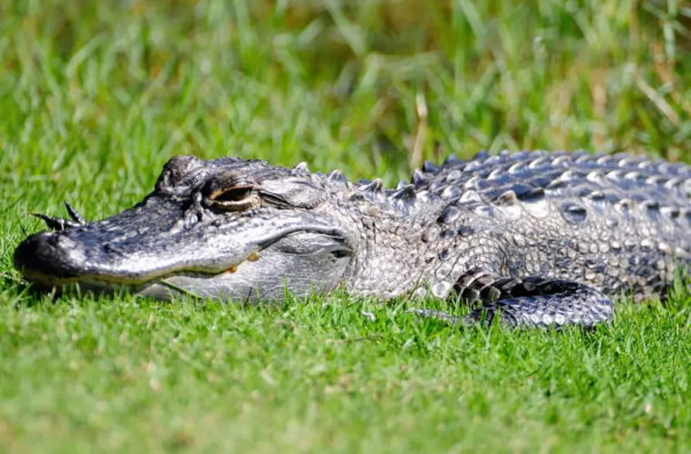 Alligator Crossing The Road [VIDEO]