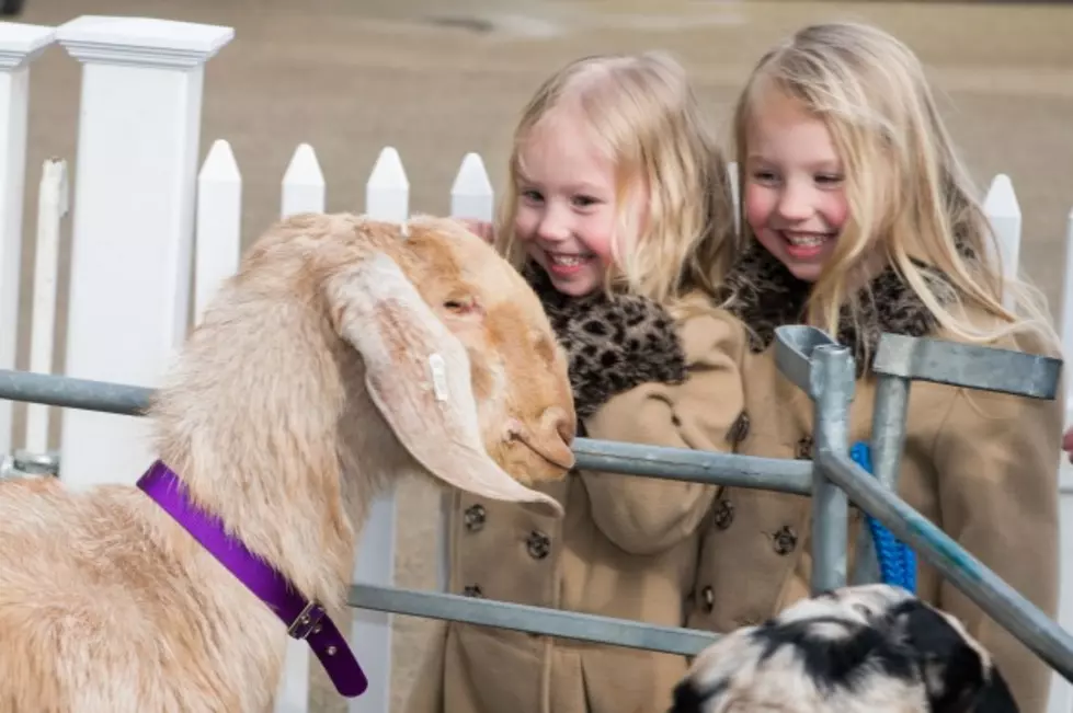 How Cute Are These Baby Goats In This &#8220;Running With The Goats&#8221; Viral Video? [VIDEO]