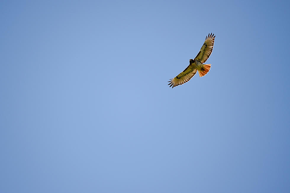 Ithaca's Red Tail Hawks