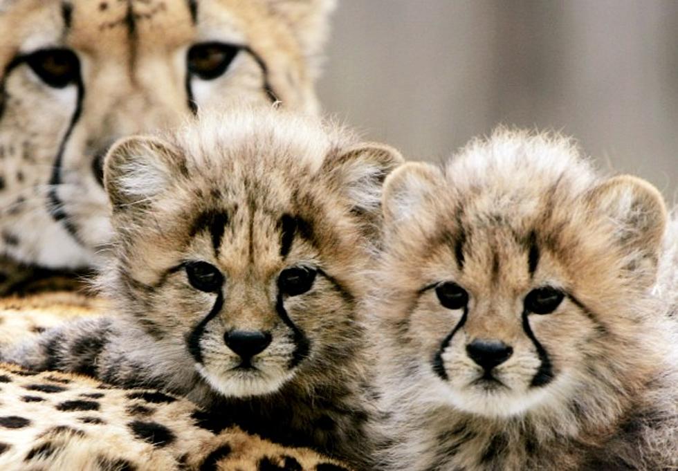 Who Knew An Abandoned Baby Cheetah And A Puppy Could Be Best Friends?  [VIDEO]