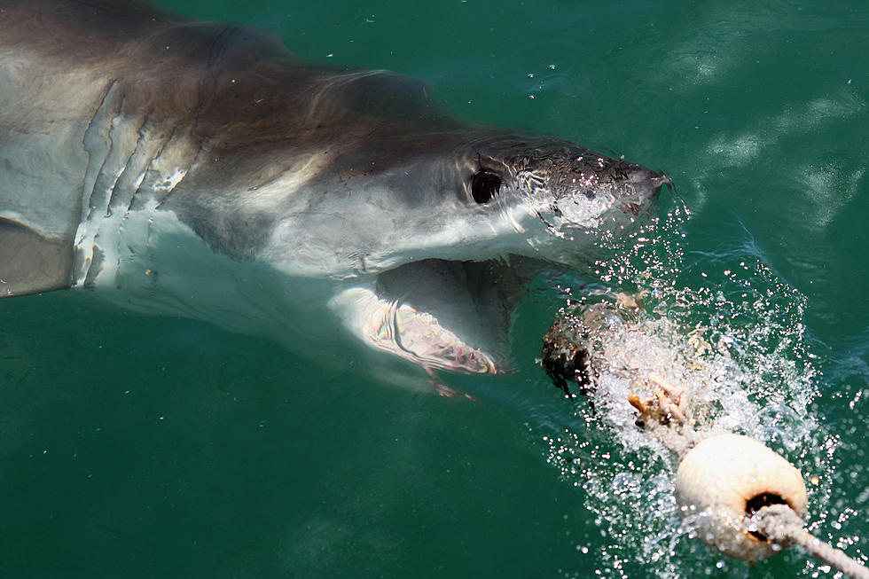 Hungry Great White Shark Steals Food From New Jersey Fishermen’s Boat [VIDEO]