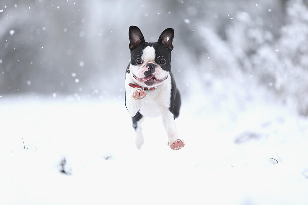 What’s The Annual Summer Snow Day? Dogs Having Fun Playing In 20 Tons Of Fake Snow [VIDEO]