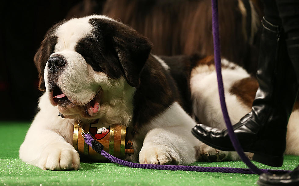 This Adorable and Huge Saint Bernard Just Won’t Let His Master Get Up [VIDEO]