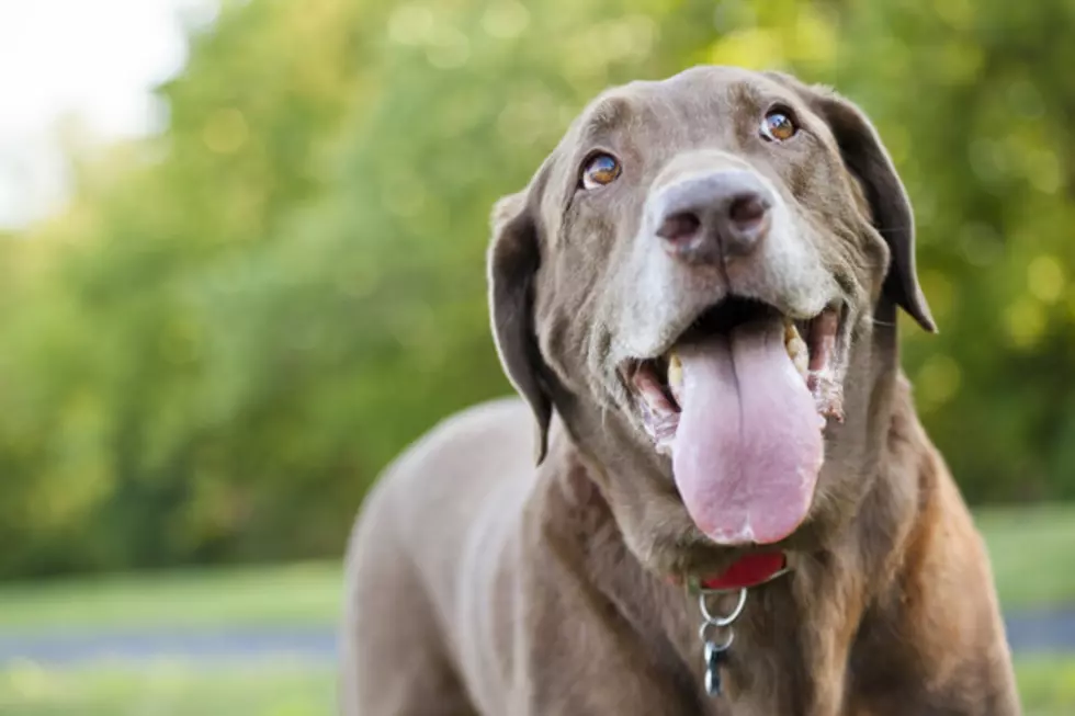 Here’s a Big Dog That’s Afraid of Ghosts! [Video]