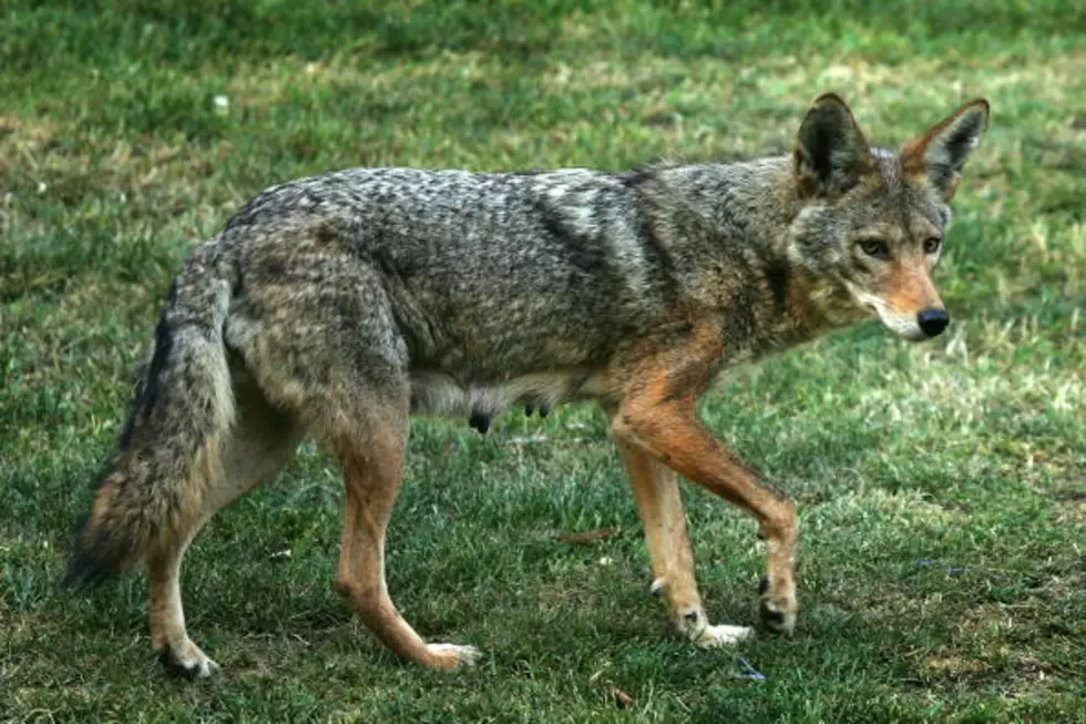 Ever See a Coyote in Central New York? Not Surprising, They&#8217;re Everywhere in New York State