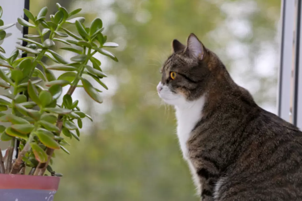 Mindless Cat Video Will Entertain You on Your Lunch Break [Video]